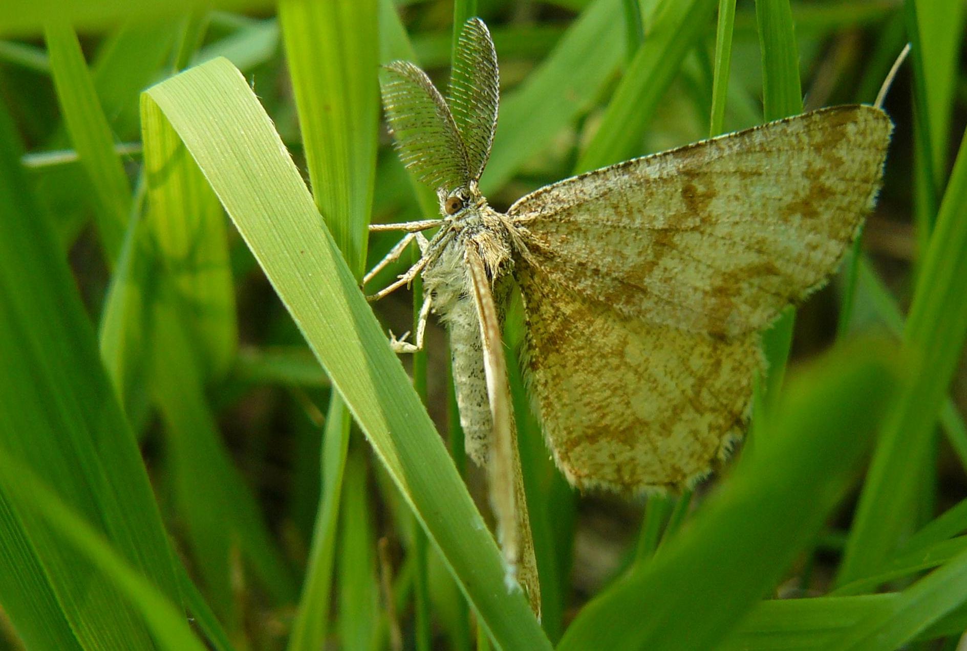 farfalle identificazione